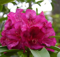Campbell Rhododendron Gardens - Accommodation QLD