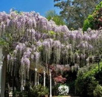 Nooroo Gardens - Accommodation QLD