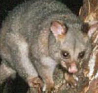 Moondarra State Park - Accommodation QLD