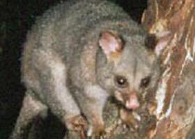 Moondarra State Park - Accommodation QLD 0