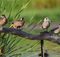 Jerrabomberra Wetlands - Accommodation QLD