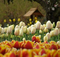 Tulip Top Gardens - Accommodation QLD