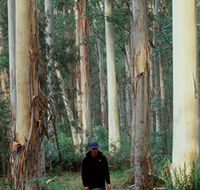 Blue Gum Forest - Accommodation QLD