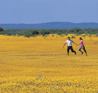 Wildflowers of the Mid West - Accommodation QLD