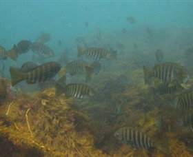 Cape Paterson VIC Accommodation QLD