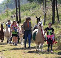 Ottaba Llamas - Accommodation QLD