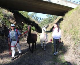 Ottaba Llamas - Accommodation QLD 1