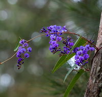 Mann River Nature Reserve - Accommodation QLD