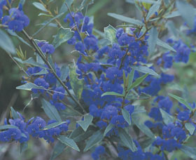 Kalamunda National Park - Accommodation QLD 2