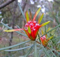 Glenbrook Native Plant Reserve and Nursery - Accommodation QLD