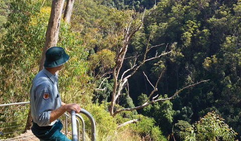 Lyrebird Falls Walking Track - Accommodation QLD 1