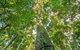 Tooloom National Park - thumb 3
