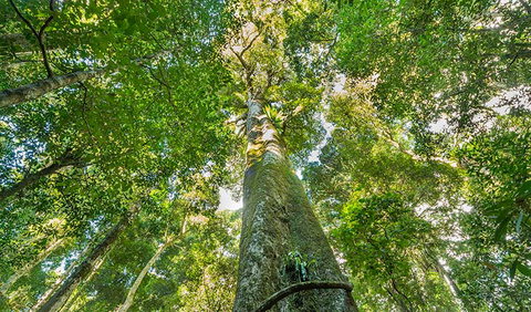 Tooloom National Park - Accommodation QLD 3