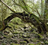 Mitchell River Walking Track - Accommodation QLD