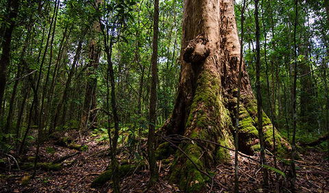 Rocky Crossing Walk - Accommodation QLD 1