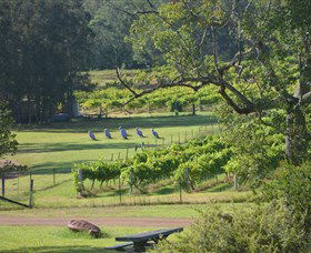 Wollombi Wines - Accommodation QLD 8