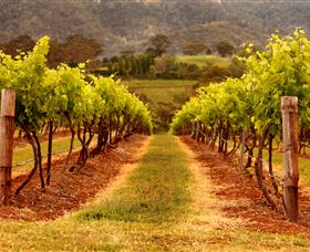 Hunter Valley Wine School - Accommodation QLD 1