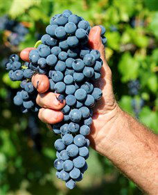 Stonehurst Cedar Creek Vineyard - Accommodation QLD 5