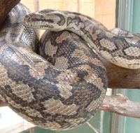 Armadale Reptile Centre - Accommodation QLD