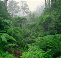 Tarra Bulga National Park - Accommodation QLD