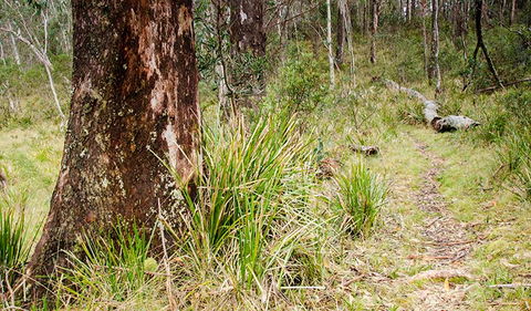 River Walking Track - Accommodation QLD 1
