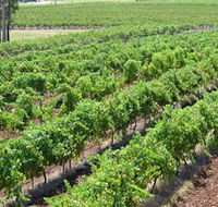 Pokolbin Brothers Wines Hunter Valley - Accommodation QLD