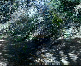 Cave Creek Walking Track - Accommodation QLD 3