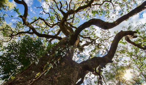 Woko National Park - Accommodation QLD 1