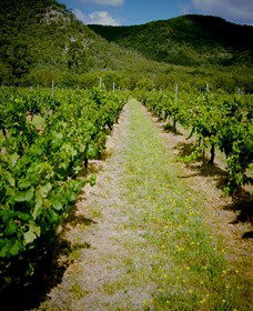 Gartelmann Wines - Accommodation QLD 0