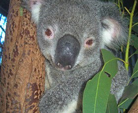 Hunter Valley Zoo - Accommodation QLD 0