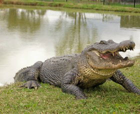 Hunter Valley Zoo - Accommodation QLD 1