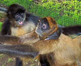 Hunter Valley Zoo - Accommodation QLD 5
