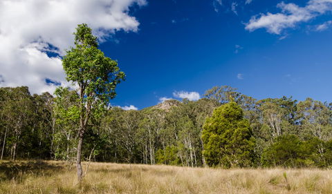 Brush Turkey Track - Accommodation QLD 0