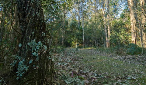 Brush Turkey Track - Accommodation QLD 3