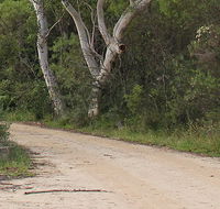 Riverview walking track - Accommodation QLD