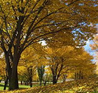 Centennial Park at Cooma - Accommodation QLD