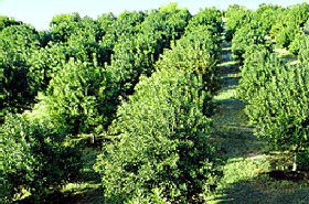 MacNuts WA Shop And Factory - Accommodation QLD 1