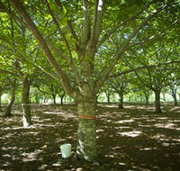 Sassafras Nuts - Accommodation QLD