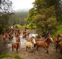 Glenworth Valley Horse Riding - Accommodation QLD