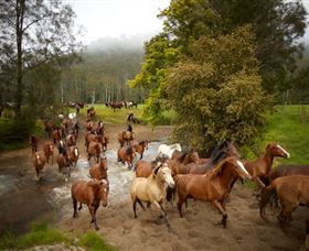 Glenworth Valley Horse Riding - Accommodation QLD 0