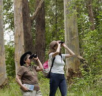 Chichester State Forest - Accommodation QLD
