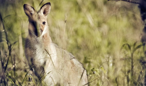 Richmond Range National Park - Accommodation QLD 1