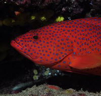 Maori Wrasse Bommie Dive Site - Accommodation QLD