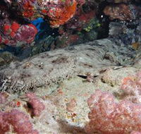 Lighthouse Bommies Dive Site - Accommodation QLD