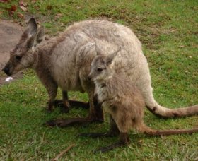 Forest Of Tranquillity - Australian Rainforest Sanctuary - Accommodation QLD 1