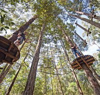 TreeTop Adventure Park Central Coast - Accommodation QLD