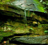 Strickland State Forest - Accommodation QLD