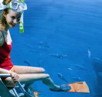 Roy Rufus Artificial Reef Dive Site - Accommodation QLD