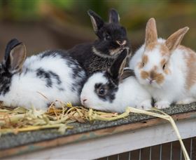 Amazement Farm And Fun Park / Cafe And Farmstay Accommodation - Accommodation QLD 2