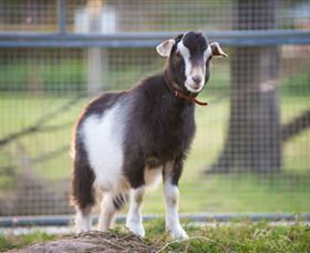 Amazement Farm And Fun Park / Cafe And Farmstay Accommodation - Accommodation QLD 3